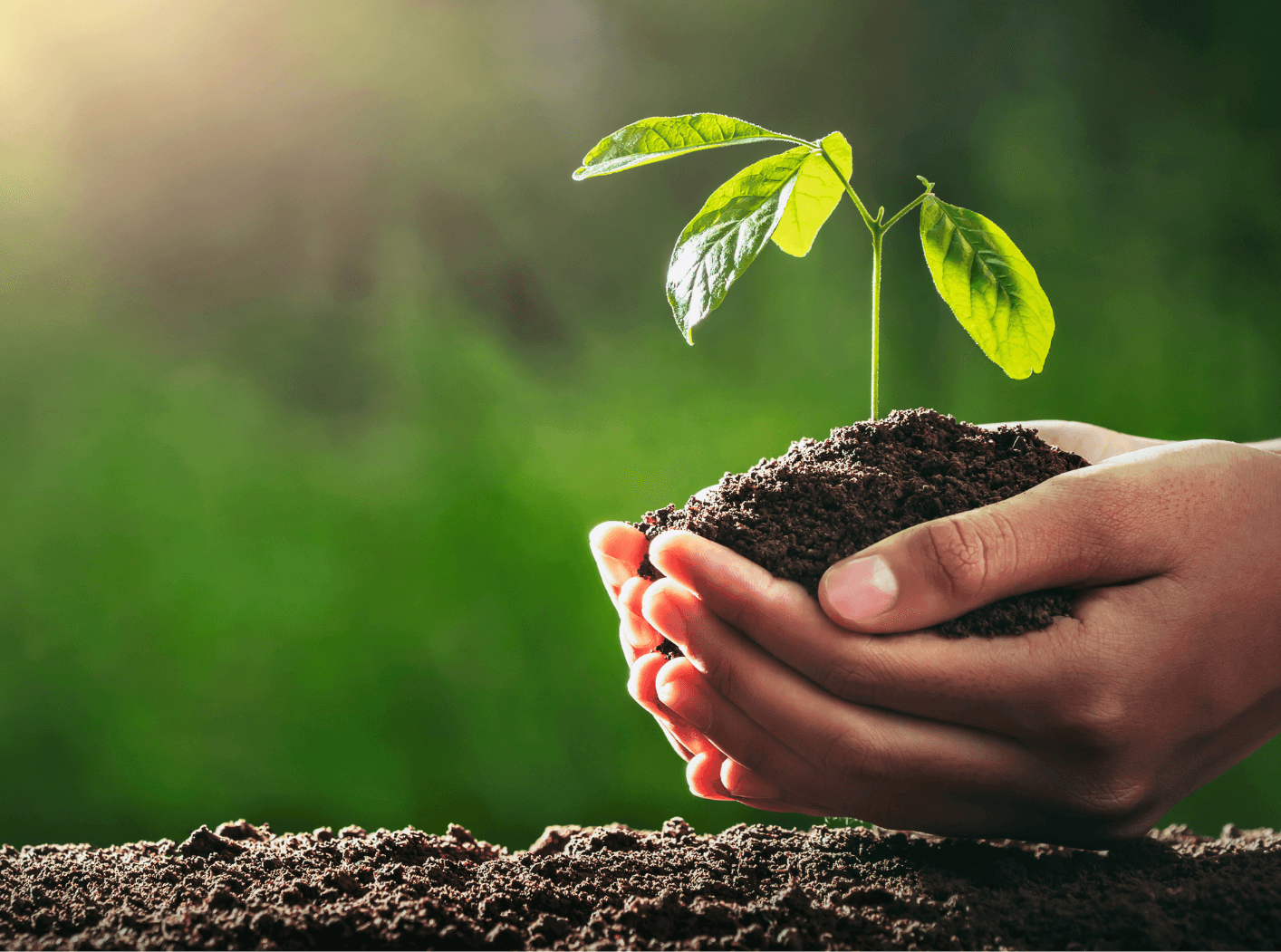 Eine wachsende Gartenpflanze